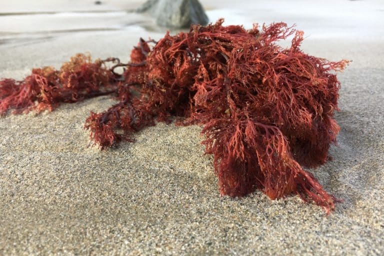 les carraghénanes sont ils sans danger