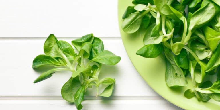 pourquoi manger de la mâche le soir, 3 raisons principales