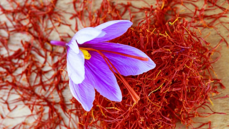 par quoi remplacer le safran