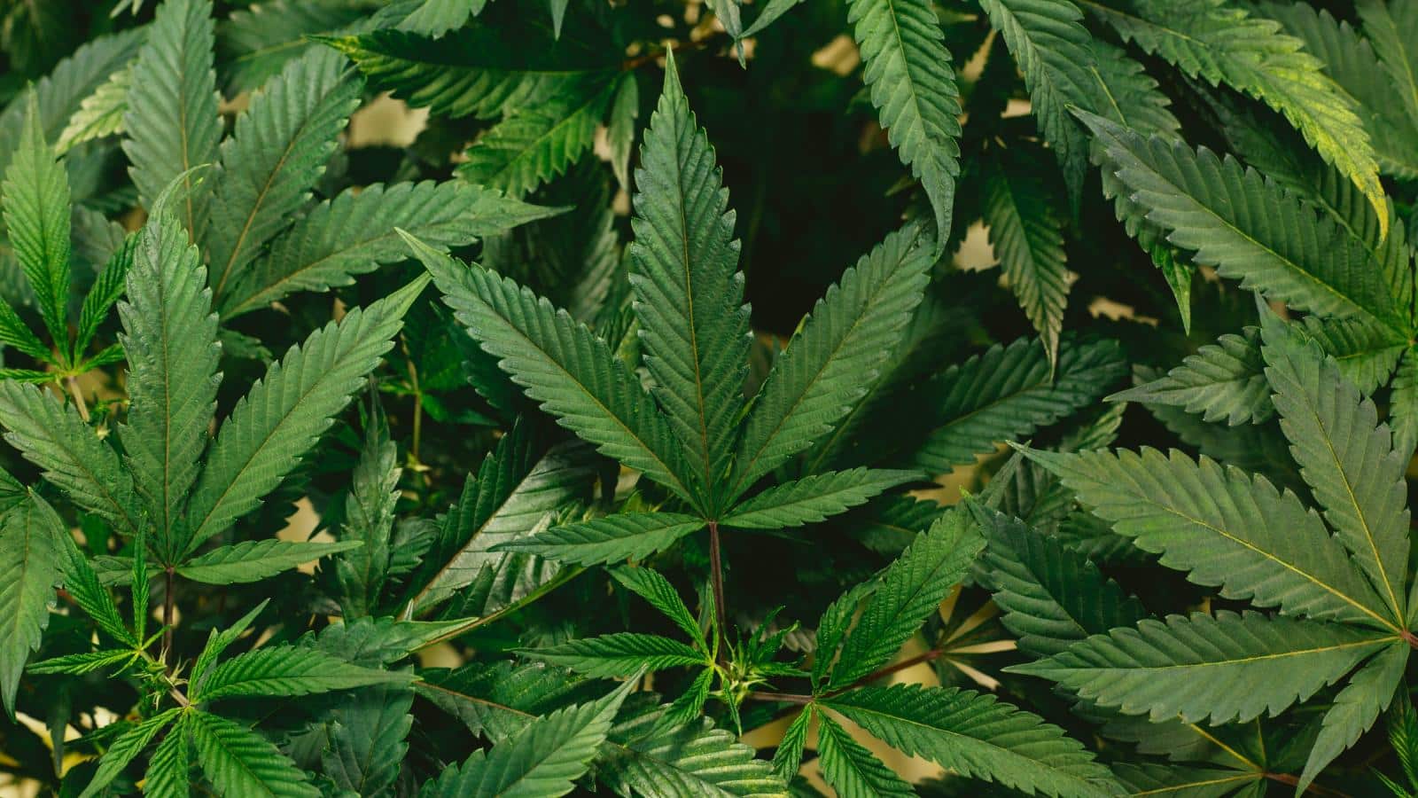 comment le cbd agit il dans l'organisme